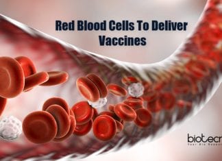 RBCs To Deliver Vaccines