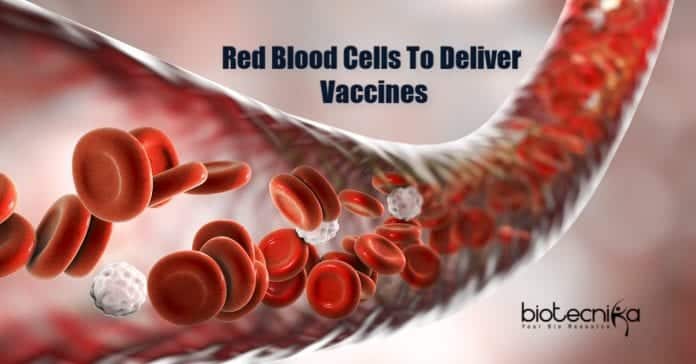 RBCs To Deliver Vaccines