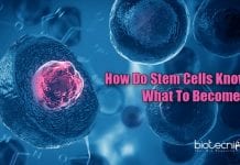 How Do Stem Cells Know What To Become? Scientists Say RNA Is The Key Role of RNA in Epigenetic Regulation