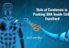 Role Of Condensin In Packing DNA Inside Cells Revealed Role of condensin in organizing DNA