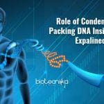 Role of condensin in organizing DNA