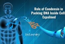 Role Of Condensin In Packing DNA Inside Cells Revealed Role of condensin in organizing DNA