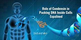 Role of condensin in organizing DNA