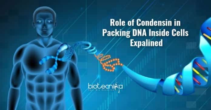 Role of condensin in organizing DNA