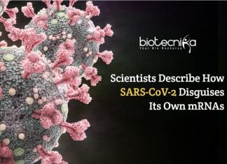 Scientists Decode How SARS-CoV-2 Disguises Its Own mRNAs SARS-CoV-2 Disguises Its Own mRNAs