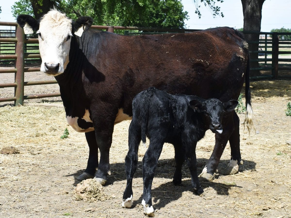 First Ever Crispr Calf Is Born