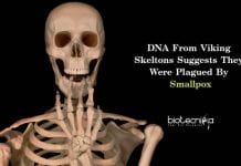 Smallpox Virus In Viking Skeletons