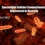 Specialized Cellular Compartments in Bacteria Discovered By McGill University Researchers Specialized cellular compartments in bacteria