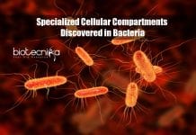 Specialized Cellular Compartments in Bacteria Discovered By McGill University Researchers Specialized cellular compartments in bacteria