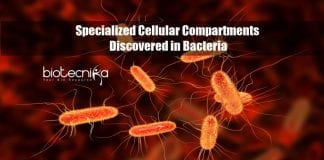 Specialized cellular compartments in bacteria