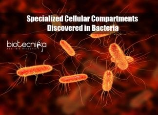 Specialized Cellular Compartments in Bacteria Discovered By McGill University Researchers Specialized cellular compartments in bacteria