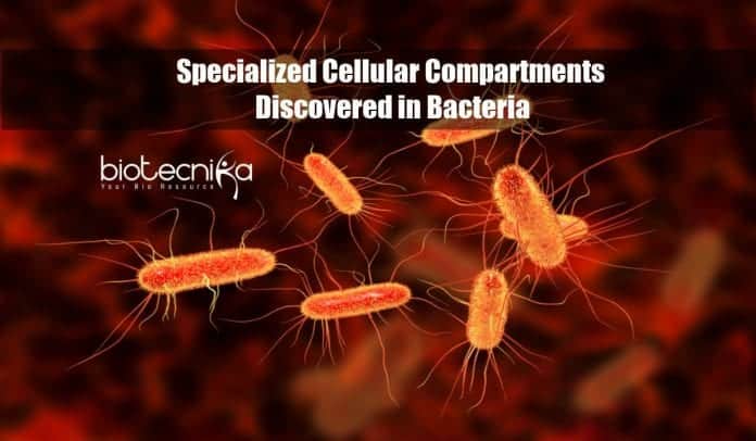 Specialized cellular compartments in bacteria