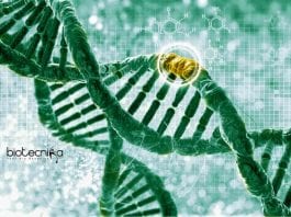 Syngene Molecular Biology Research Associate – Biotech & Biochem Apply Syngene Molecular Biology Research