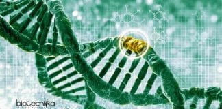Syngene Molecular Biology Research