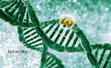 Syngene Molecular Biology Research Associate – Biotech & Biochem Apply Syngene Molecular Biology Research