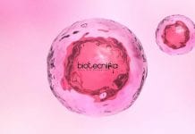 Syngene PhD Biotech Research Investigator – Antibody Engineering Vacancy Syngene PhD Biotech Research