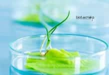 Syngene Protein Expression Scientist Job – Biotechnology Apply Online Syngene Protein Expression Scientist