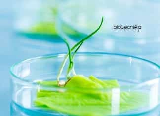 Syngene Protein Expression Scientist