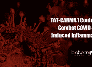 New Drug : TAT-CARMIL1 Could Help Combat COVID-19 Induced Inflammations TAT CARMIL1 could combat COVID-19