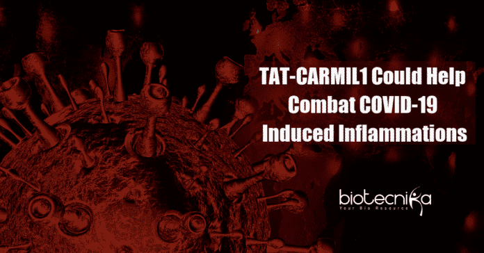 TAT CARMIL1 could combat COVID-19