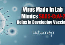 Lab Made Hybrid Virus Resembles SARS-CoV-2 Virus made in lab mimics SARS-CoV-2