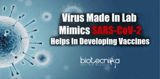 Virus made in lab mimics SARS-CoV-2