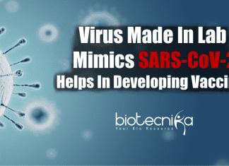 Virus made in lab mimics SARS-CoV-2