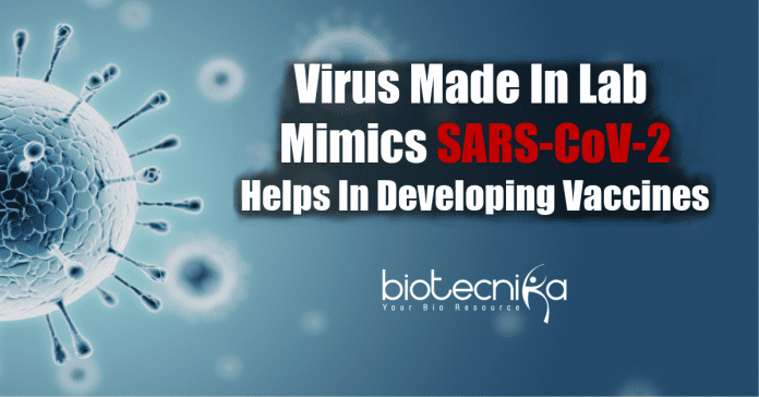 Virus made in lab mimics SARS-CoV-2