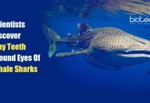 Scientists Discover Tiny Teeth Around The Eyes Of Whale Sharks Whale Sharks Have Tiny Teeth around Their Eyeballs