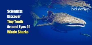 Whale Sharks Have Tiny Teeth around Their Eyeballs