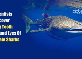 Whale Sharks Have Tiny Teeth around Their Eyeballs