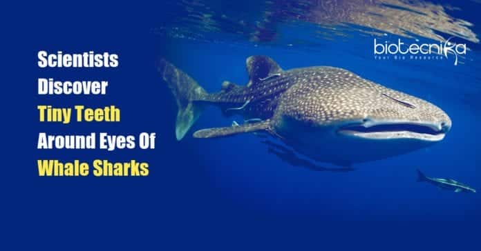 Whale Sharks Have Tiny Teeth around Their Eyeballs