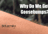 Why Do We Get Goosebumps? Scientists Reveals Why Do We Get Goosebumps?