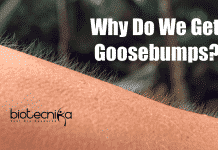 Why Do We Get Goosebumps? Scientists Reveals Why Do We Get Goosebumps?