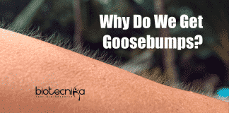 Why Do We Get Goosebumps?