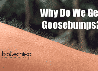 Why Do We Get Goosebumps?