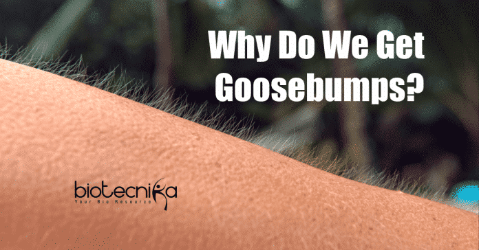 Why Do We Get Goosebumps?