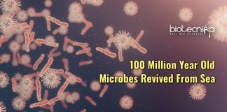 ancient microbes revived from sea