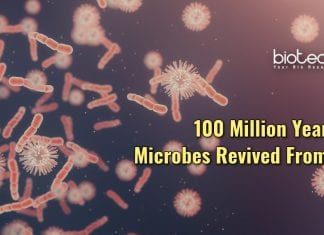 Japanese Scientists Revive 100 Million Year Old Microbes From Seabed ancient microbes revived from sea