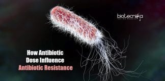 antibiotics and emergence of antibiotic resistance