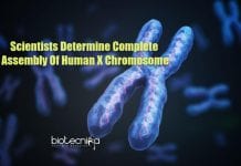 For The First Time – Scientists Determine Complete Assembly of Human X Chromosome complete sequence of human x chromosome