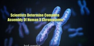 complete sequence of human x chromosome