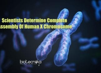 complete sequence of human x chromosome