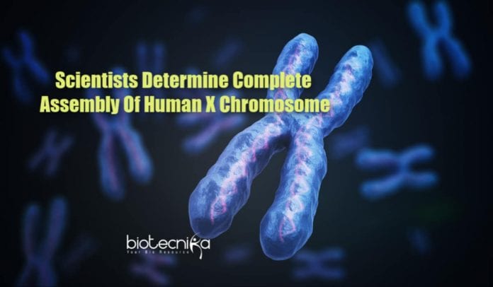 complete sequence of human x chromosome