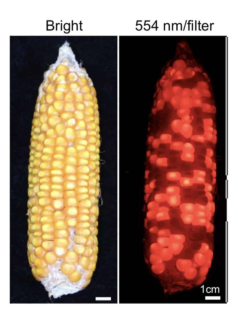 One-step hybrid seed production