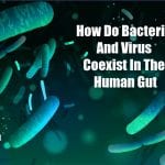 how bacteria and viruses coexist in gut