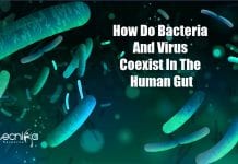 Scientists Explain How Bacteria And Viruses Coexist In The Human Gut how bacteria and viruses coexist in gut