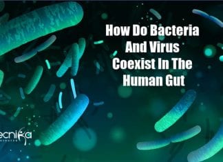 how bacteria and viruses coexist in gut