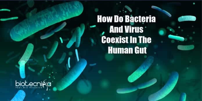 how bacteria and viruses coexist in gut