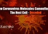Scientists Decode How Coronavirus Camouflage From Immune System how coronavirus molecules camouflage